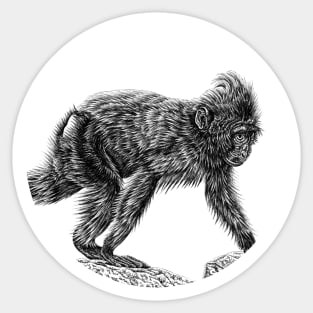 Sulawesi crested macaque baby Sticker